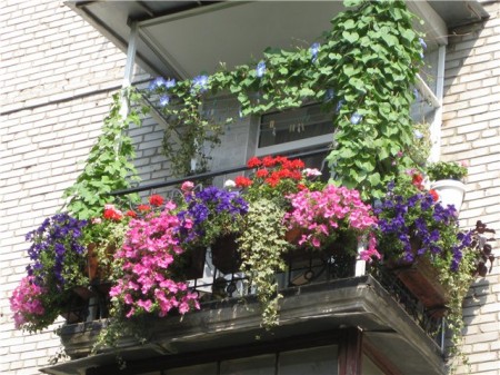 Пять лучших цветов для лоджий и балконов
